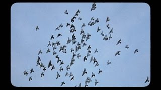 Knxwledge.  - Unkanni | Hud​.​Dreems​.​EP