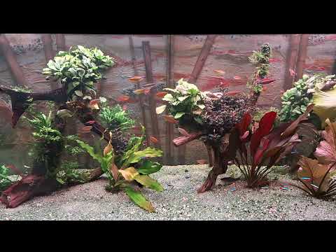 feuerroter Kongosalmler fantastique