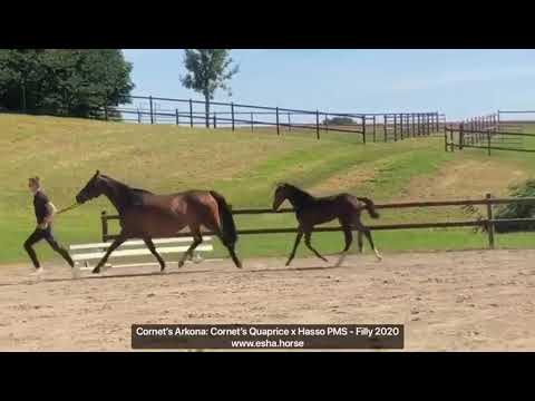 Cornet's Arkona: Cornet's Quaprice x Hasso PMC