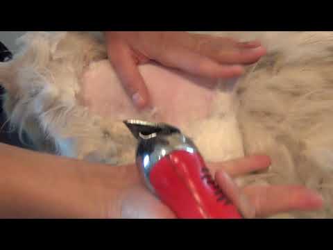 Shaving a Cat with Severe Matting (aka Pelting)