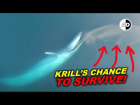 What is a group of krill called?