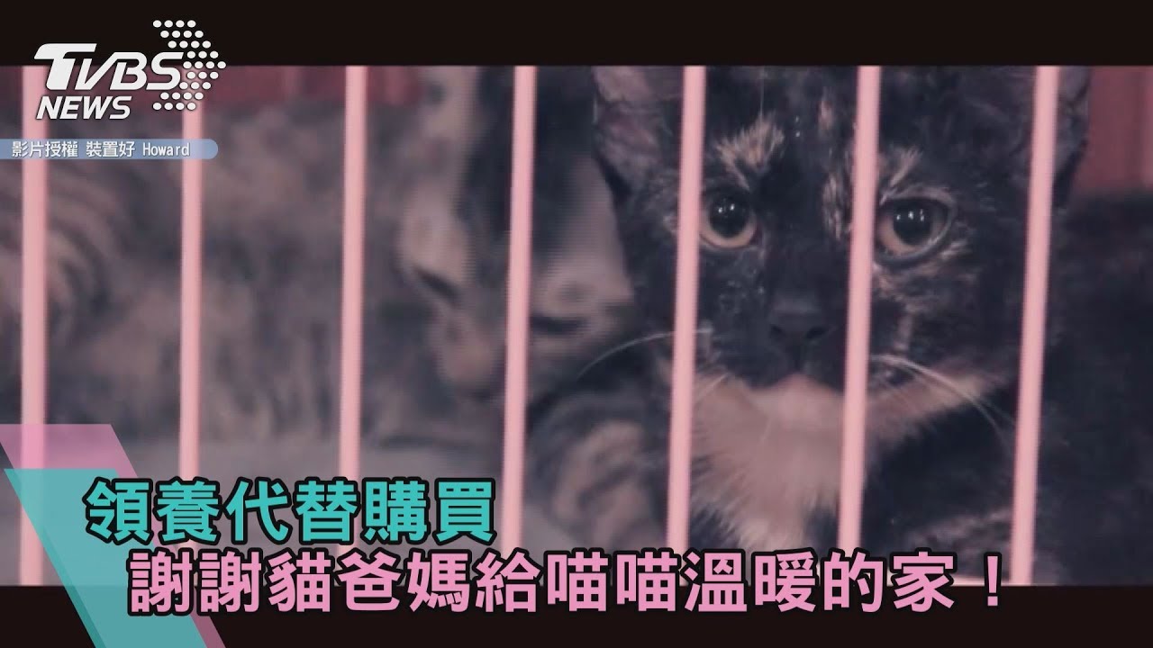 領養代替購買 謝謝貓爸媽給喵喵溫暖的家!