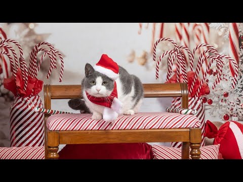 Pet Slideshow- Christmas Edition 2025 part 2 - YouTube