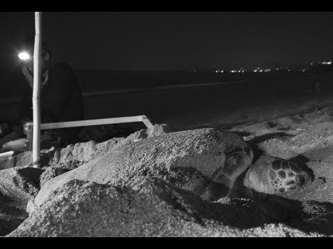 Sea turtles nesting in Greece, Dnevnik, HRT 1, 2.8.2019.