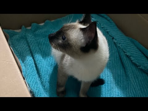 Siamese Cat BLUE Giving birth to Kittens