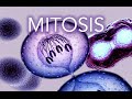 MITOSIS MADE SUPER EASY ANIMATION