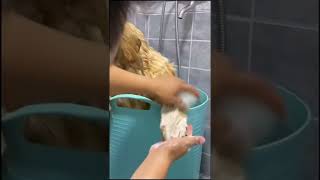 Cute? or Not ? put a LIKE? | lovely pet??? #cutepet #lovelypet #cutedog #lovelydog