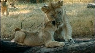 Johannesburg, Lion Park - South Africa Travel Channel