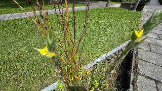 2025 8 13 醉月湖 國立台灣大學 +10