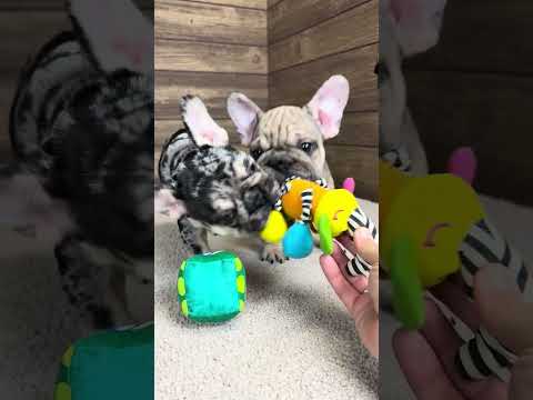 Video 3