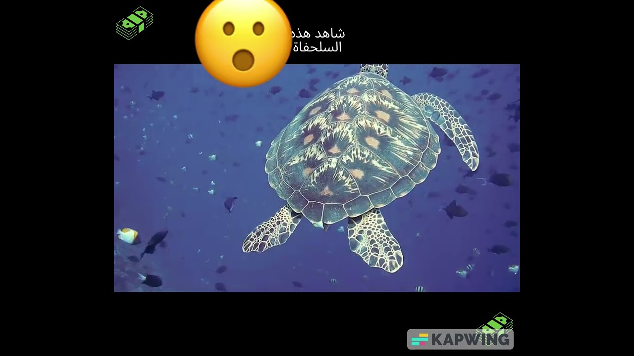 Money PNG Template Transparent Background V1