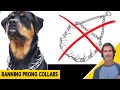 Prong Collar Question and When to Use a Harness - Dog Training Q&A