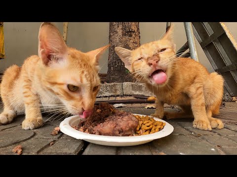 Look the ginger cat eating is cute