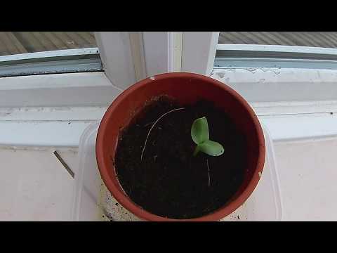 Sunflower Time Lapse