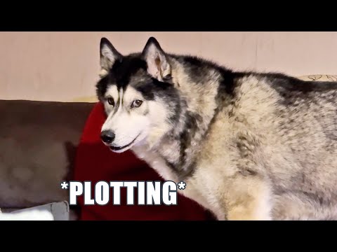 Husky Hatches A Devious Plan! He WANTS To Be Told Off!