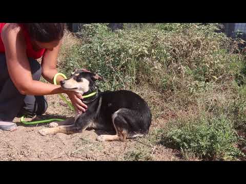 Vídeo de MONIQUE