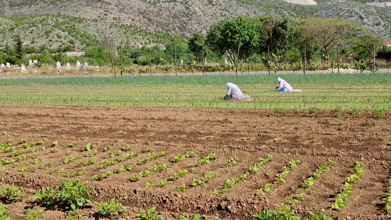 Sezon i mbarë për bujqësinë në Shkodër, eksperti: Rritet prodhimi dhe përmirësohet planifikimi i fermerëve