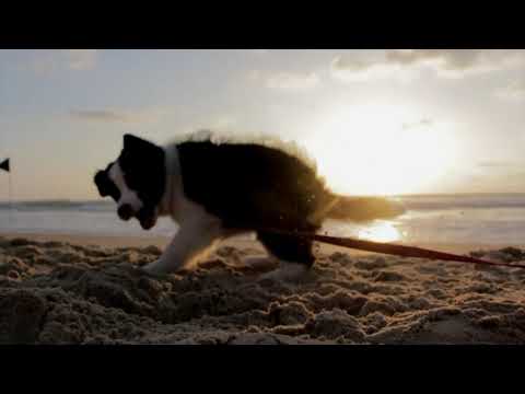 Funny Videos l Funny Dogs l Funny Pets l Dog Videos l Pet Videos l Dogs and Puppies l Puppy Videos🐕