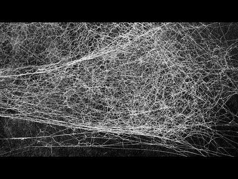 American Sign Language ASL Video Dictionary - cobweb