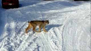 preview picture of video 'Lynx in the Yard'