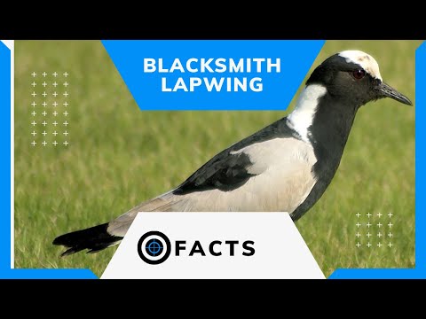 Blacksmith Lapwing facts 🦅 Blacksmith Plover 🐦 S. African favorites 💕