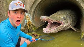 Netting Aquarium Fish TRAPPED in HIDDEN TUNNEL!