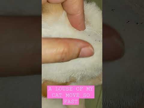 I've found a louse in my Cats fur