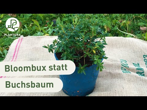 Buchsbaum-Ersatz: Rhododendron Bloombux umtopfen (Anleitung)