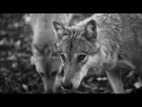 Frontier Guards - FRONTIER GUARDS - "WOLF" (album "YOU")