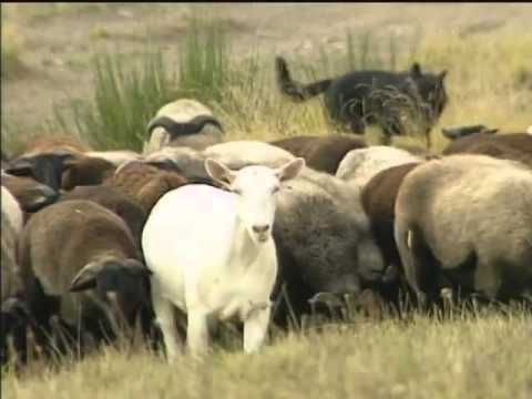 Life - Pre Intermediate -  Slow food