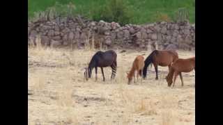 preview picture of video 'LOS CAUDALES DE CHUQUIBAMBA .-  EL GALLINAZO'