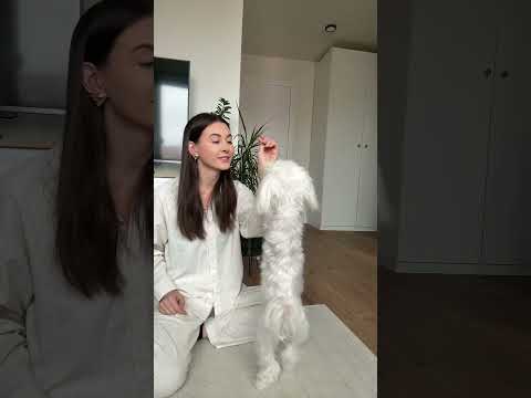 Sztuczki jakie nauczyłam mojego psa