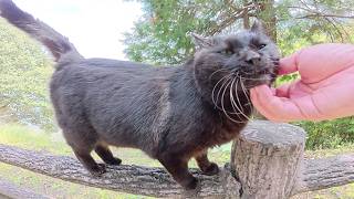黒猫が可愛い声で鳴きながら「もっとモフって！」と訴えてきた