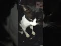 Tuxedo Cats Meowing Wants To Be Petted Catsdiary3115 Meowmeow13 Shorts Cat Cats Viral