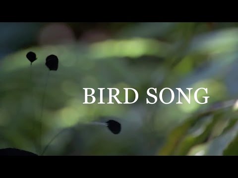 Florence + The Machine - Bird Song