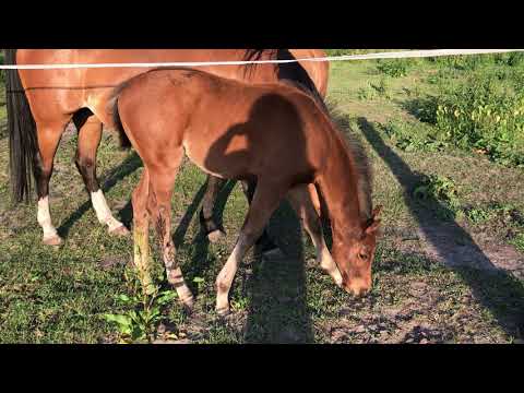 1. Johannes 5, 14 mit Nala & Balou - 26.06.2020