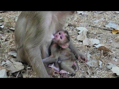 Watch Adorable 2-Day-Old Baby Monkey Pig-tail In the Sovana Group, Mom & Baby  are healthy 🐵💛