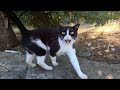 When Tuxedo Cat Saw Me She Came To Me Quickly And Meowing Through The Forest