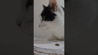 Cute faces 😻 Oreo 😍 #foryou #cat #cutecat #catlovers #tuxedocat #handsome #beautiful #shorts