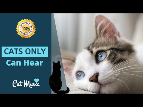 Only Cats Can Hear!  Special Happy Frequencies for Cats #2