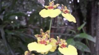 Modim Anachnu Lach, Aloni