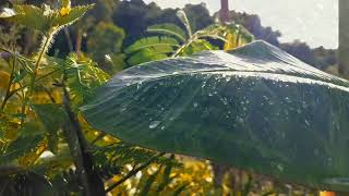 Download lagu Story Wa Pagi Hari || Story wa 30 detik mp3