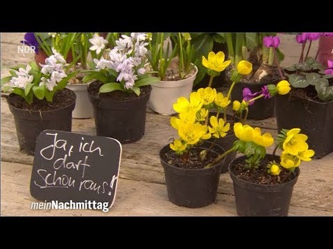NDR Mein Nachmittag – Trotz Frost:  Frühblüher auf dem Balkon pflanzen