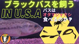 Live Feeding for Bass ブラックバスを飼う in U.S.A 水槽にオタマジャクシを入れてみた