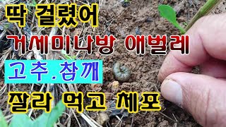 [텃밭농부. 1,077]   고추, 참깨 잘라 먹고. 딱 걸렸어 거세미나방 애벌레.
