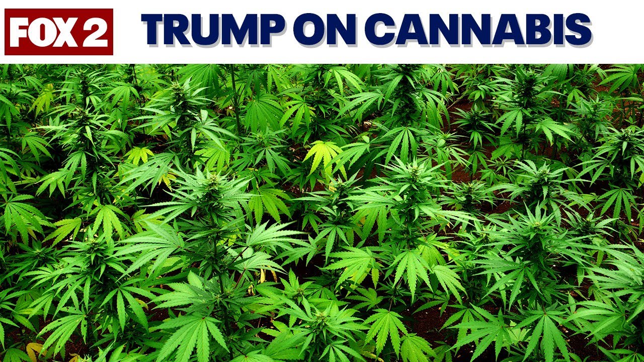 President Trump reportedly set to reclassify cannabis