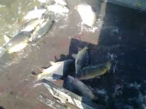 Populare cu peste pe balta Sititelec