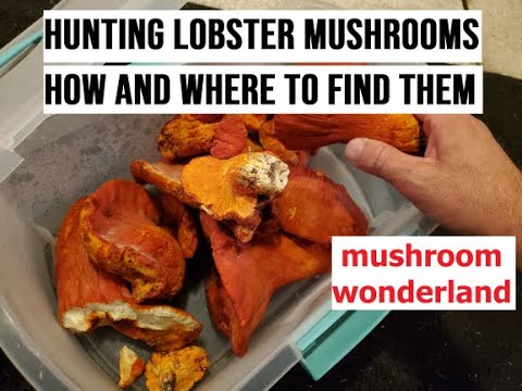 Hunting for Lobster Mushrooms, how and where to find them!