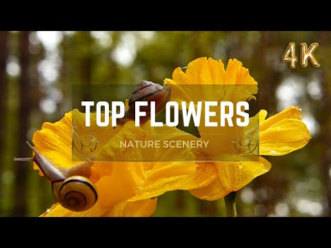 Flowers 4K Nature Relaxation Movie  Largest FLOWERS Collection in the World 4K ULTRA HD - with Calm