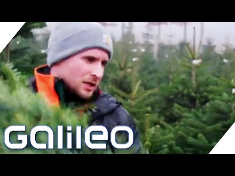 Schuften für Weihnachten! Wie hart ist der Job auf einer Tannenbaum-Plantage? | Galileo | ProSieben